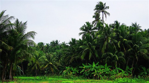 牛蛙队长音乐酒吧餐厅